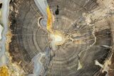Petrified Wood (Schinoxylon) End-Cut - Blue Forest, Wyoming #365996-1